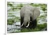 Kenya, Amboseli NP, Elephants in Wet Grassland in Cloudy Weather-Anthony Asael-Framed Premium Photographic Print