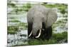 Kenya, Amboseli NP, Elephants in Wet Grassland in Cloudy Weather-Anthony Asael-Mounted Premium Photographic Print