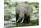 Kenya, Amboseli NP, Elephants in Wet Grassland in Cloudy Weather-Anthony Asael-Mounted Premium Photographic Print