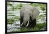 Kenya, Amboseli NP, Elephants in Wet Grassland in Cloudy Weather-Anthony Asael-Framed Premium Photographic Print