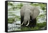 Kenya, Amboseli NP, Elephants in Wet Grassland in Cloudy Weather-Anthony Asael-Framed Stretched Canvas