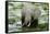 Kenya, Amboseli NP, Elephants in Wet Grassland in Cloudy Weather-Anthony Asael-Framed Stretched Canvas