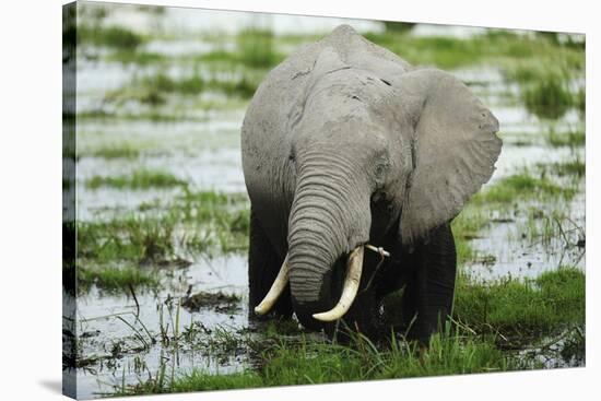 Kenya, Amboseli NP, Elephants in Wet Grassland in Cloudy Weather-Anthony Asael-Stretched Canvas