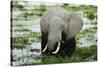Kenya, Amboseli NP, Elephants in Wet Grassland in Cloudy Weather-Anthony Asael-Stretched Canvas