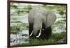 Kenya, Amboseli NP, Elephants in Wet Grassland in Cloudy Weather-Anthony Asael-Framed Photographic Print