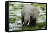 Kenya, Amboseli NP, Elephants in Wet Grassland in Cloudy Weather-Anthony Asael-Framed Stretched Canvas