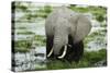 Kenya, Amboseli NP, Elephants in Wet Grassland in Cloudy Weather-Anthony Asael-Stretched Canvas