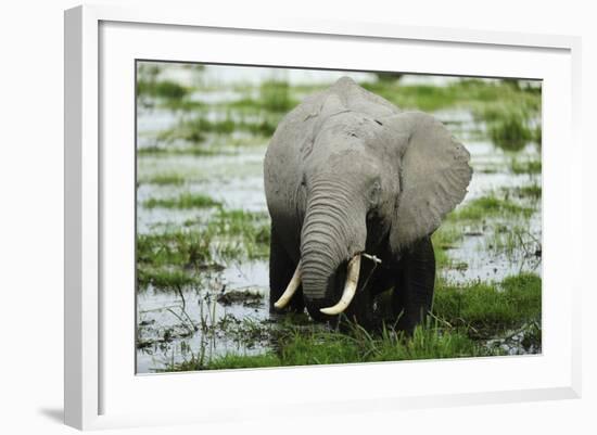 Kenya, Amboseli NP, Elephants in Wet Grassland in Cloudy Weather-Anthony Asael-Framed Photographic Print