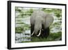 Kenya, Amboseli NP, Elephants in Wet Grassland in Cloudy Weather-Anthony Asael-Framed Photographic Print