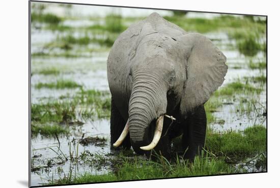 Kenya, Amboseli NP, Elephants in Wet Grassland in Cloudy Weather-Anthony Asael-Mounted Photographic Print