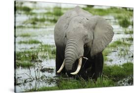 Kenya, Amboseli NP, Elephants in Wet Grassland in Cloudy Weather-Anthony Asael-Stretched Canvas