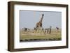 Kenya, Amboseli NP, Maasai Giraffe with Burchell's Zebra at Water Hole-Alison Jones-Framed Photographic Print