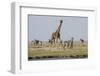 Kenya, Amboseli NP, Maasai Giraffe with Burchell's Zebra at Water Hole-Alison Jones-Framed Photographic Print