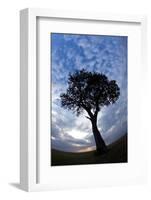 Kenya and the Massai Mara Reserve, Africa Fisheye View of Lone Tree at Sunset-Darrell Gulin-Framed Photographic Print