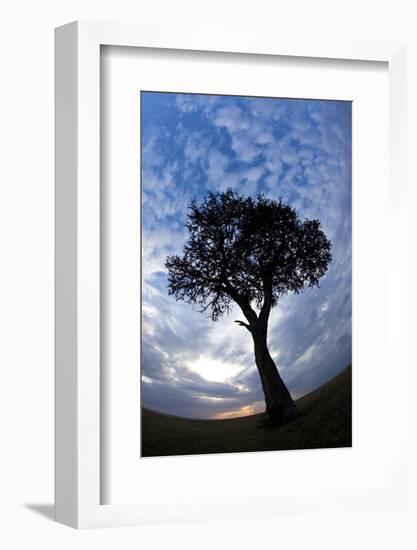 Kenya and the Massai Mara Reserve, Africa Fisheye View of Lone Tree at Sunset-Darrell Gulin-Framed Photographic Print