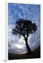 Kenya and the Massai Mara Reserve, Africa Fisheye View of Lone Tree at Sunset-Darrell Gulin-Framed Photographic Print