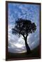 Kenya and the Massai Mara Reserve, Africa Fisheye View of Lone Tree at Sunset-Darrell Gulin-Framed Photographic Print