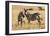 Kenya, Chyulu Hills, Mbirikani, Pair of Burchell's Zebra-Alison Jones-Framed Photographic Print