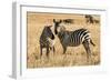 Kenya, Chyulu Hills, Mbirikani, Pair of Burchell's Zebra-Alison Jones-Framed Photographic Print