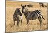 Kenya, Chyulu Hills, Mbirikani, Pair of Burchell's Zebra-Alison Jones-Mounted Photographic Print