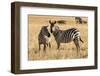 Kenya, Chyulu Hills, Mbirikani, Pair of Burchell's Zebra-Alison Jones-Framed Photographic Print