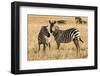 Kenya, Chyulu Hills, Mbirikani, Pair of Burchell's Zebra-Alison Jones-Framed Photographic Print