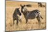 Kenya, Chyulu Hills, Mbirikani, Pair of Burchell's Zebra-Alison Jones-Mounted Photographic Print