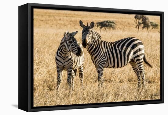 Kenya, Chyulu Hills, Mbirikani, Pair of Burchell's Zebra-Alison Jones-Framed Stretched Canvas