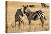 Kenya, Chyulu Hills, Mbirikani, Pair of Burchell's Zebra-Alison Jones-Stretched Canvas