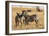 Kenya, Chyulu Hills, Mbirikani, Pair of Burchell's Zebra-Alison Jones-Framed Photographic Print