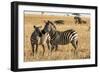 Kenya, Chyulu Hills, Mbirikani, Pair of Burchell's Zebra-Alison Jones-Framed Photographic Print