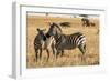 Kenya, Chyulu Hills, Mbirikani, Pair of Burchell's Zebra-Alison Jones-Framed Photographic Print