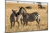 Kenya, Chyulu Hills, Mbirikani, Pair of Burchell's Zebra-Alison Jones-Mounted Photographic Print