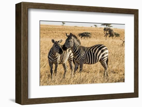 Kenya, Chyulu Hills, Mbirikani, Pair of Burchell's Zebra-Alison Jones-Framed Photographic Print