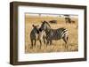 Kenya, Chyulu Hills, Mbirikani, Pair of Burchell's Zebra-Alison Jones-Framed Photographic Print