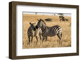 Kenya, Chyulu Hills, Mbirikani, Pair of Burchell's Zebra-Alison Jones-Framed Photographic Print