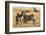 Kenya, Chyulu Hills, Mbirikani, Pair of Burchell's Zebra-Alison Jones-Framed Photographic Print