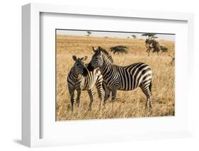 Kenya, Chyulu Hills, Mbirikani, Pair of Burchell's Zebra-Alison Jones-Framed Photographic Print