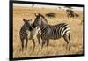 Kenya, Chyulu Hills, Mbirikani, Pair of Burchell's Zebra-Alison Jones-Framed Photographic Print
