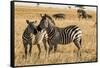 Kenya, Chyulu Hills, Mbirikani, Pair of Burchell's Zebra-Alison Jones-Framed Stretched Canvas