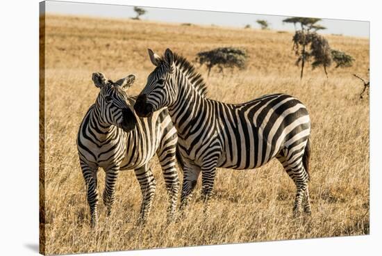 Kenya, Chyulu Hills, Mbirikani, Pair of Burchell's Zebra-Alison Jones-Stretched Canvas