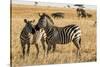 Kenya, Chyulu Hills, Mbirikani, Pair of Burchell's Zebra-Alison Jones-Stretched Canvas