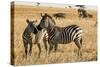 Kenya, Chyulu Hills, Mbirikani, Pair of Burchell's Zebra-Alison Jones-Stretched Canvas