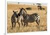 Kenya, Chyulu Hills, Mbirikani, Pair of Burchell's Zebra-Alison Jones-Framed Premium Photographic Print