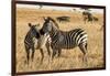 Kenya, Chyulu Hills, Mbirikani, Pair of Burchell's Zebra-Alison Jones-Framed Premium Photographic Print