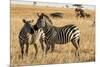 Kenya, Chyulu Hills, Mbirikani, Pair of Burchell's Zebra-Alison Jones-Mounted Premium Photographic Print