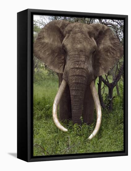 Kenya, Chyulu Hills, Ol Donyo Wuas; a Bull Elephant with Massive Tusks Browses in the Bush-John Warburton-lee-Framed Stretched Canvas