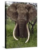 Kenya, Chyulu Hills, Ol Donyo Wuas; a Bull Elephant with Massive Tusks Browses in the Bush-John Warburton-lee-Stretched Canvas