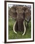 Kenya, Chyulu Hills, Ol Donyo Wuas; a Bull Elephant with Massive Tusks Browses in the Bush-John Warburton-lee-Framed Premium Photographic Print