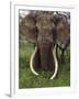 Kenya, Chyulu Hills, Ol Donyo Wuas; a Bull Elephant with Massive Tusks Browses in the Bush-John Warburton-lee-Framed Premium Photographic Print